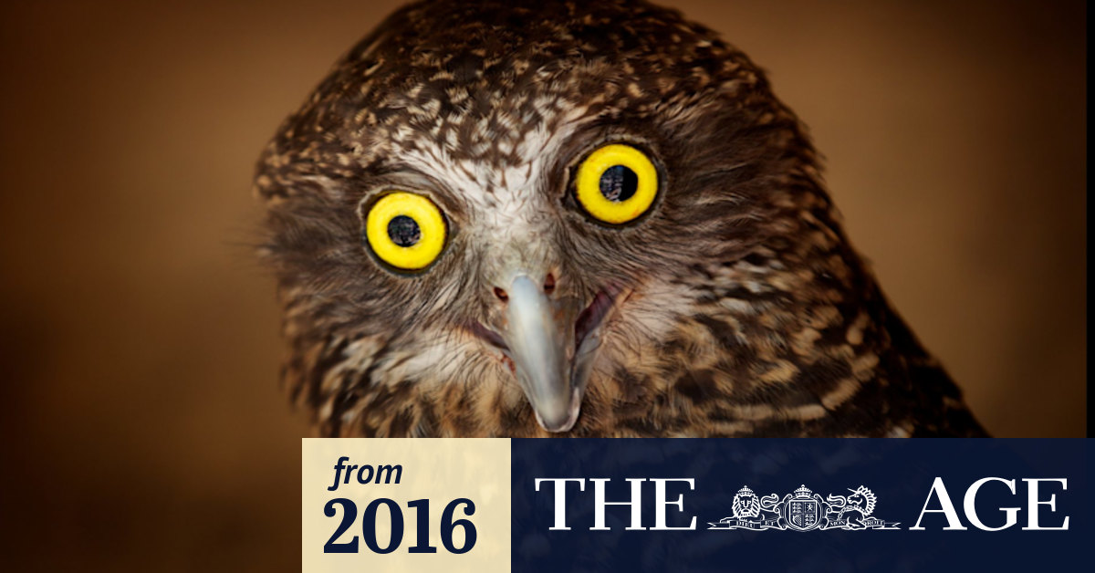 Tracking the nighttime travels of the cryptic powerful owl